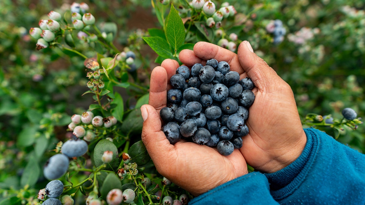 Close-up of a farmer holding a handful of blueberries on the farm