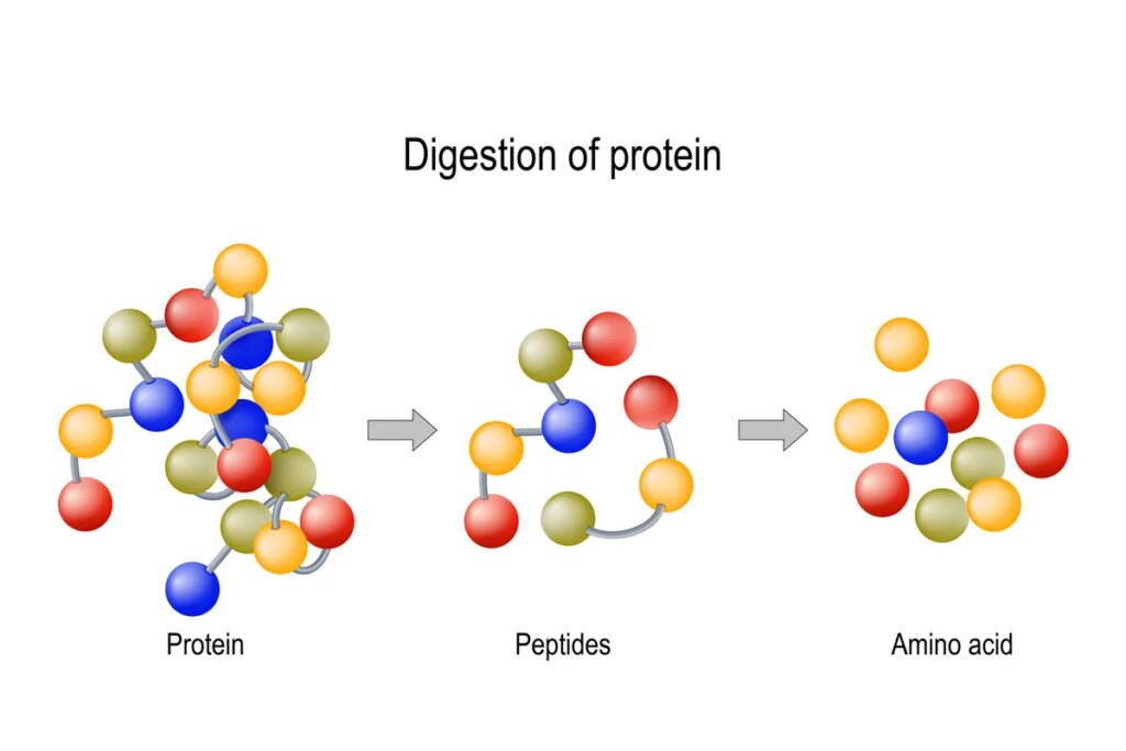 Protein digestion. Enzymes (proteases and peptidases) break the protein into smaller peptide chains and individual amino acids, which are absorbed into the blood.